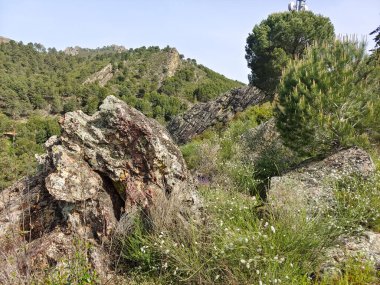 Meadows with trees and flowers in Extremadura in the center of Spain in a sunny day