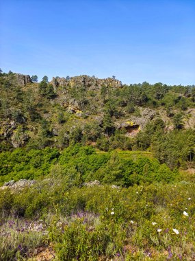 Meadows with trees and flowers in Extremadura in the center of Spain in a sunny day