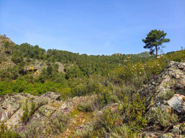 Meadows with trees and flowers in Extremadura in the center of Spain in a sunny day