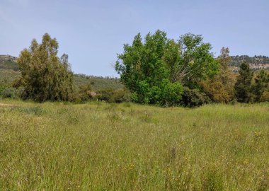 Meadows with trees and flowers in Extremadura in the center of Spain in a sunny day