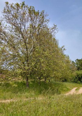 Meadows with trees and flowers in Extremadura in the center of Spain in a sunny day