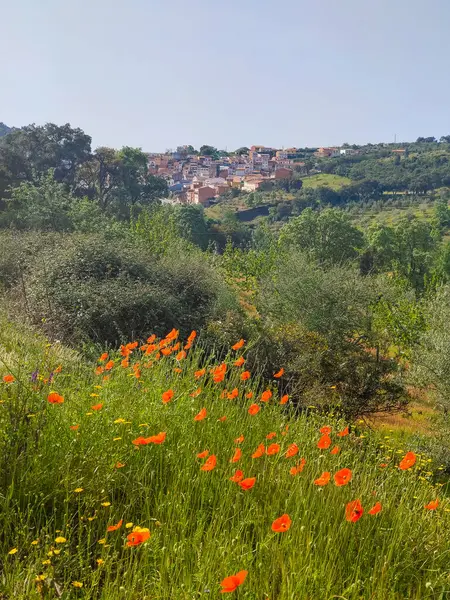 Meadows with trees and flowers in Extremadura in the center of Spain in a sunny day