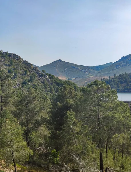 Meadows with trees and flowers in Extremadura in the center of Spain in a sunny day