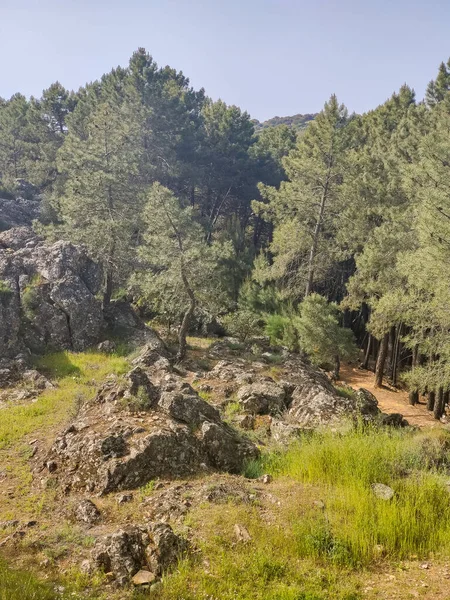 Meadows with trees and flowers in Extremadura in the center of Spain in a sunny day