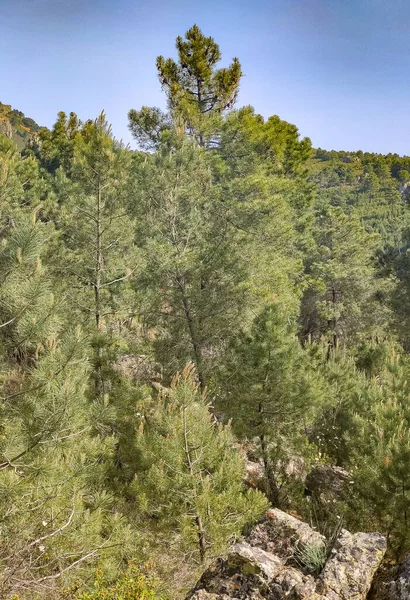 Meadows with trees and flowers in Extremadura in the center of Spain in a sunny day