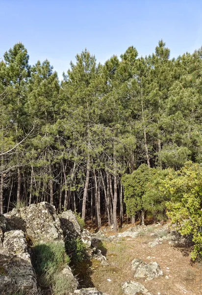 Meadows with trees and flowers in Extremadura in the center of Spain in a sunny day