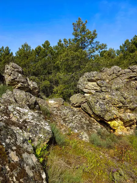 Meadows with trees and flowers in Extremadura in the center of Spain in a sunny day