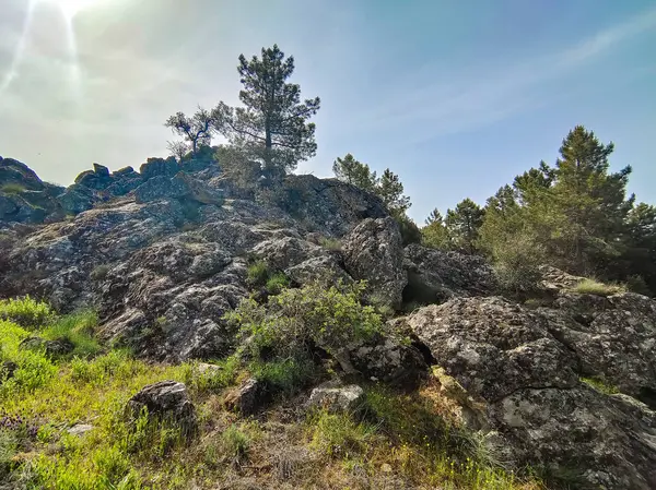 Meadows with trees and flowers in Extremadura in the center of Spain in a sunny day