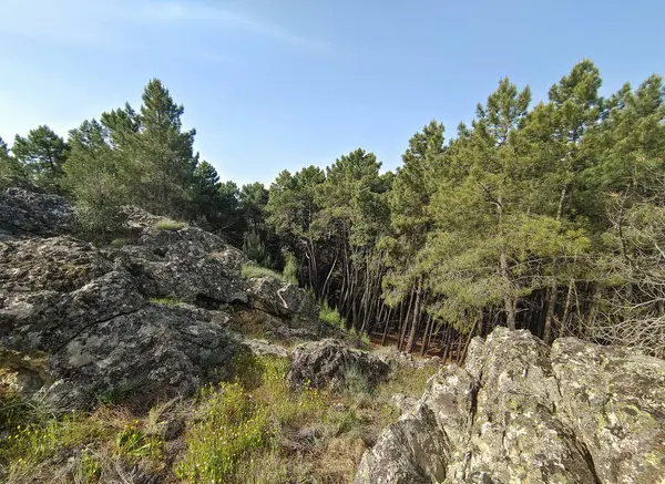 Meadows with trees and flowers in Extremadura in the center of Spain in a sunny day
