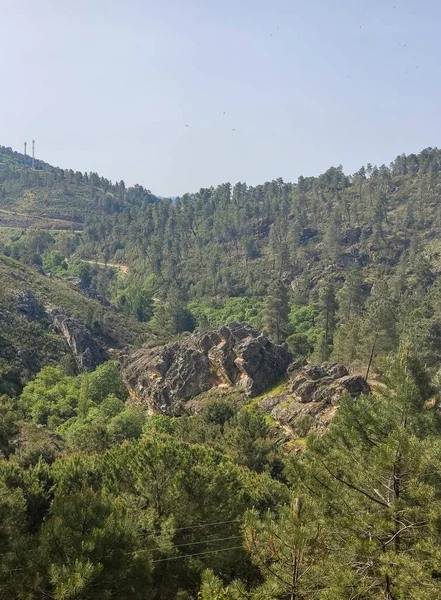 Meadows with trees and flowers in Extremadura in the center of Spain in a sunny day