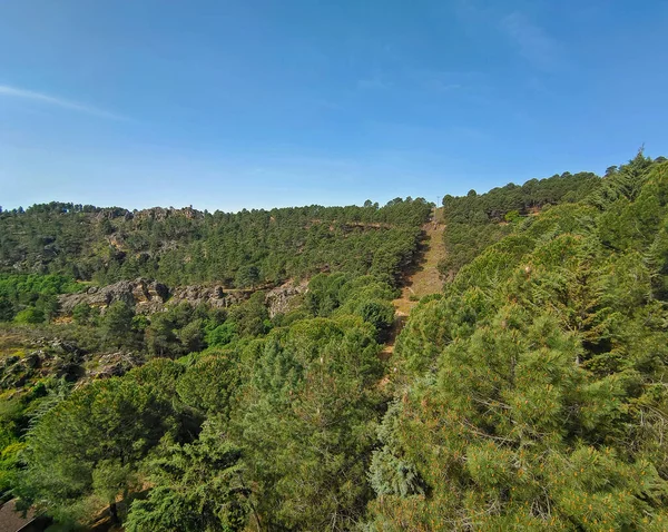 Meadows with trees and flowers in Extremadura in the center of Spain in a sunny day