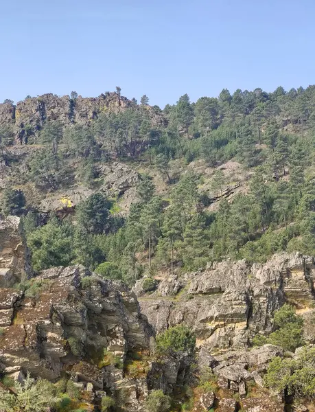 Meadows with trees and flowers in Extremadura in the center of Spain in a sunny day