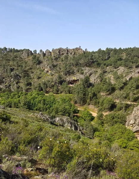 Meadows with trees and flowers in Extremadura in the center of Spain in a sunny day