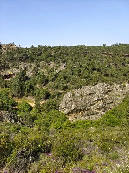 Meadows with trees and flowers in Extremadura in the center of Spain in a sunny day
