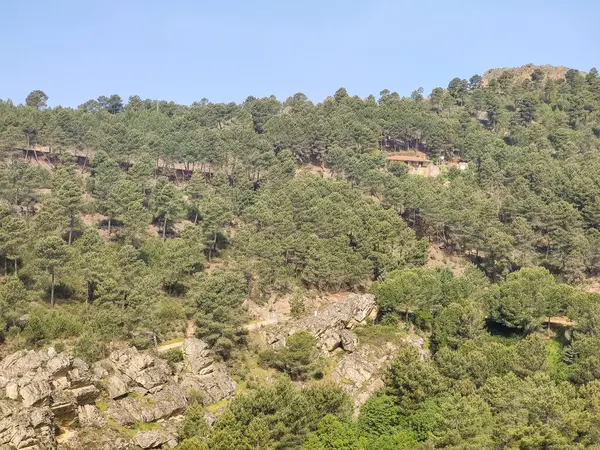 Meadows with trees and flowers in Extremadura in the center of Spain in a sunny day