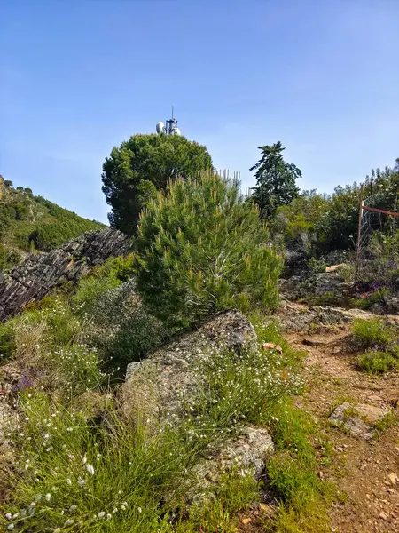 Meadows with trees and flowers in Extremadura in the center of Spain in a sunny day