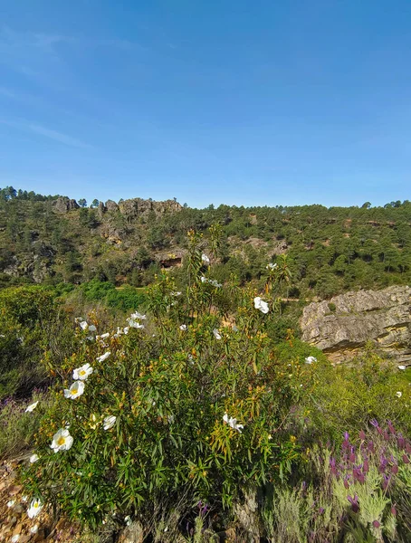 Meadows with trees and flowers in Extremadura in the center of Spain in a sunny day