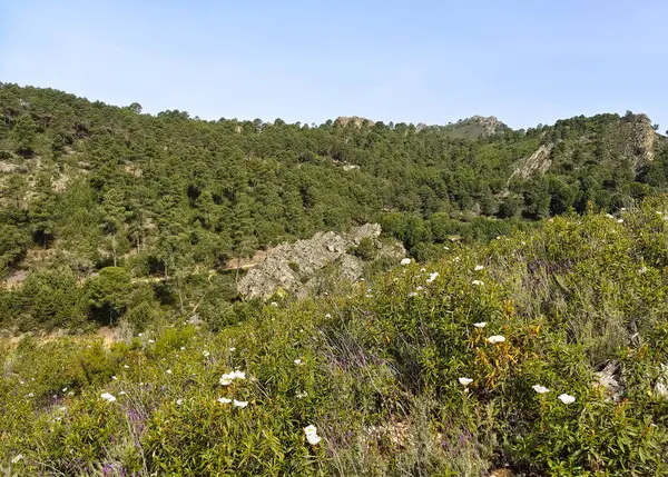 Meadows with trees and flowers in Extremadura in the center of Spain in a sunny day