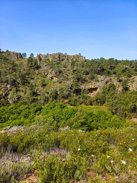 Meadows with trees and flowers in Extremadura in the center of Spain in a sunny day