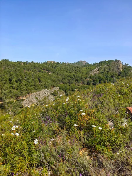 Meadows with trees and flowers in Extremadura in the center of Spain in a sunny day