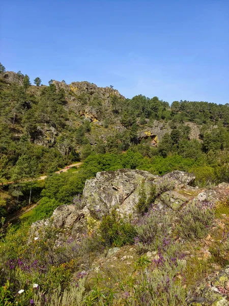 Meadows with trees and flowers in Extremadura in the center of Spain in a sunny day