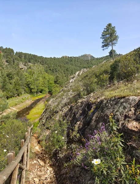 Meadows with trees and flowers in Extremadura in the center of Spain in a sunny day