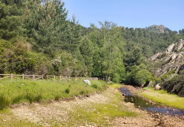 Meadows with trees and flowers in Extremadura in the center of Spain in a sunny day