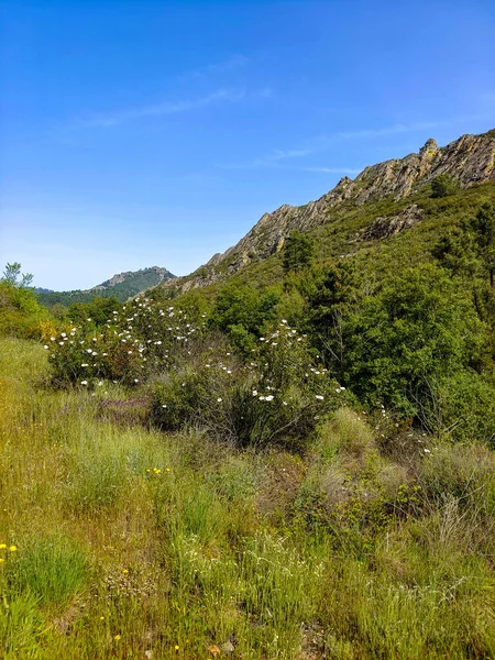 Meadows with trees and flowers in Extremadura in the center of Spain in a sunny day