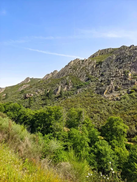 Meadows with trees and flowers in Extremadura in the center of Spain in a sunny day