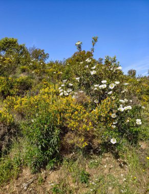 Tagus valley in the center of Spain in San Carlos de Alcantara in a sunny day