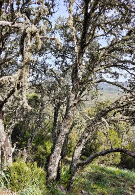 Tagus valley in the center of Spain in San Carlos de Alcantara in a sunny day