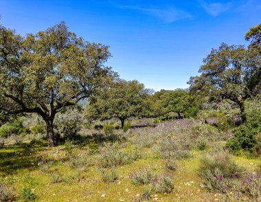 Tagus valley in the center of Spain in San Carlos de Alcantara in a sunny day