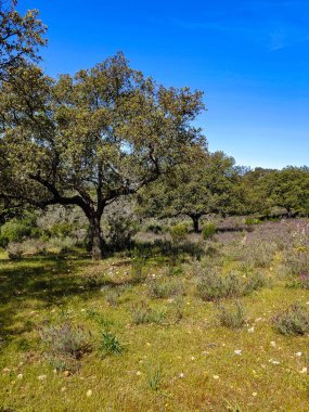 Tagus valley in the center of Spain in San Carlos de Alcantara in a sunny day