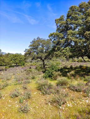 Tagus valley in the center of Spain in San Carlos de Alcantara in a sunny day