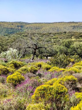 Tagus valley in the center of Spain in San Carlos de Alcantara in a sunny day