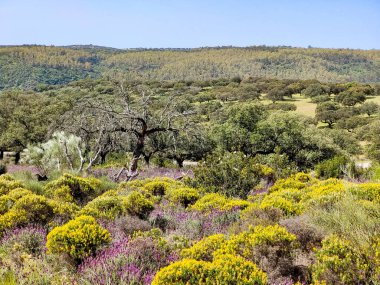 Tagus valley in the center of Spain in San Carlos de Alcantara in a sunny day