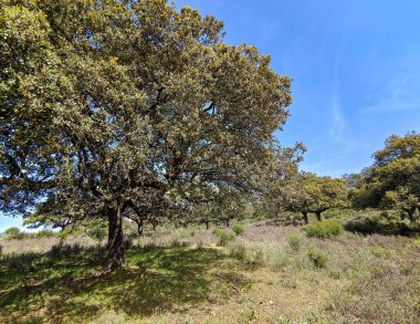 Tagus valley in the center of Spain in San Carlos de Alcantara in a sunny day