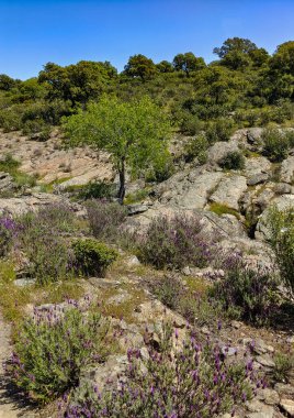Tagus valley in the center of Spain in San Carlos de Alcantara in a sunny day