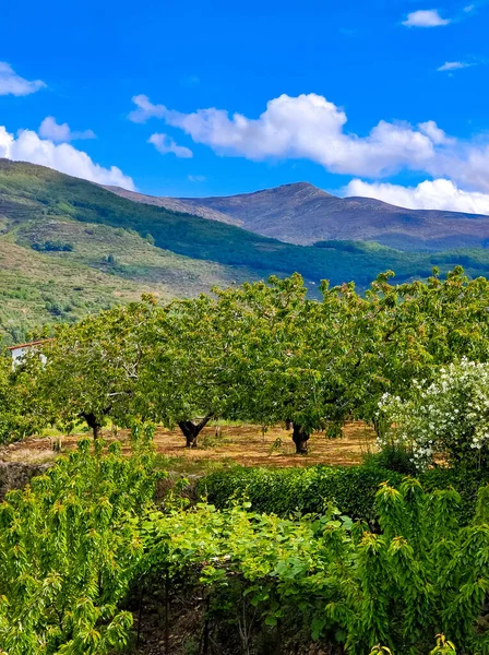 İspanya 'nın merkezindeki Jerte Vadisi' ndeki dağlar bulutlu bir günde