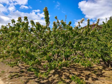 İspanya 'nın merkezindeki Jerte Vadisi' ndeki dağlar bulutlu bir günde