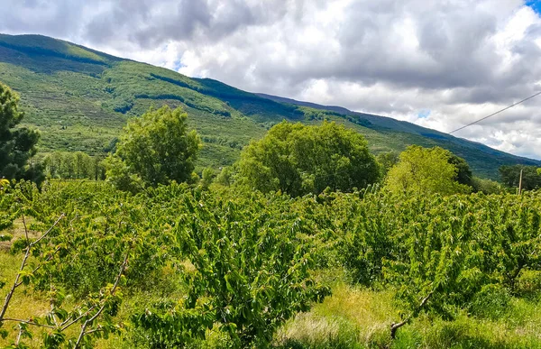 Горы Долине Джерте Центре Испании Облачный День — стоковое фото