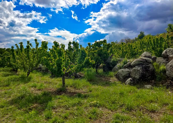 Bomen Jerte Vallei Het Centrum Van Spanje Een Bewolkte Dag — Stockfoto