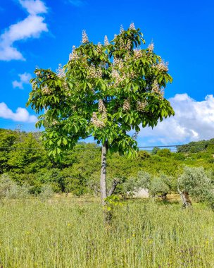 Güneşli bir günde İspanya 'nın merkezindeki Jerte vadisinde dağlar