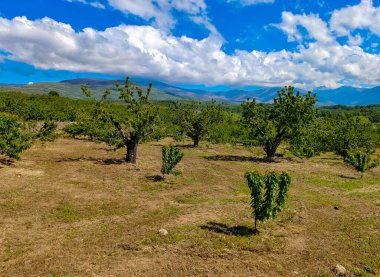 Güneşli bir günde İspanya 'nın merkezindeki Jerte vadisinde ağaçlar