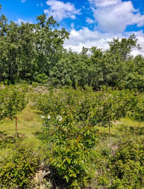 Güneşli bir günde İspanya 'nın merkezindeki Jerte vadisinde ağaçlar