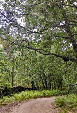 Güneşli bir günde İspanya 'nın merkezindeki Jerte vadisinde ağaçlar