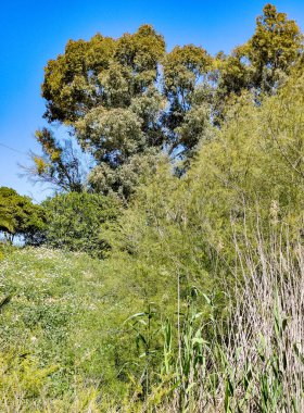 Güneşli bir günde İspanya 'nın merkezindeki Jerte vadisinde ağaçlar