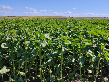 Güneşli bir günde Endülüs Tarlaları
