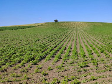 Güneşli bir günde Endülüs Tarlaları