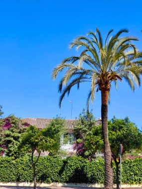 İspanya 'nın güneyindeki Jerez de la Frontera' da güneşli bir günde palmiye ağaçları